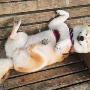 Meet your Posher, Grace